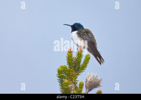 Ecuadorianische Hillstar (Oreotrochilus Chimborazo) auf einer Chuquiraqua-Anlage an den Hängen des Cotopaxi Stockfoto