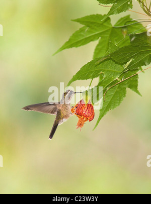 Gesprenkelter Kolibri (Adelomyia Melanogenys), Ecuador Stockfoto