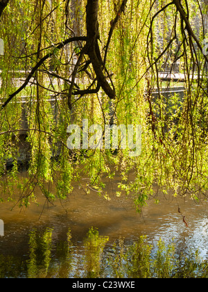 Trauerweide Baum Blätter Hintergrundbeleuchtung schwebt über einem kleinen Fluss, Frankreich, Europa Stockfoto