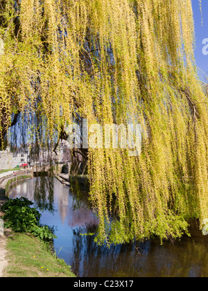 Trauerweide Baum Blätter hängen über einen Fluss in Frankreich, Europa Stockfoto