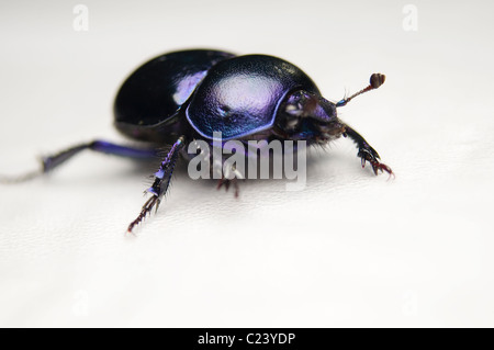 Geotrupes Stercorarius Käfer Stockfoto