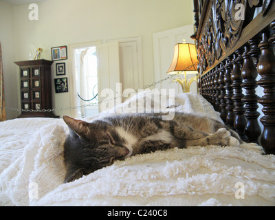 Eine der berühmten Katzen, mit fünf Zehen, schläft auf dem Bett im Schlafzimmer von Hemingway Haus in Key West, Florida. Stockfoto