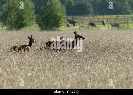 Rote Rotwild (Cervus Elaphus) Fütterung auf ein Feld, Vomb Skåne Schweden. Stockfoto