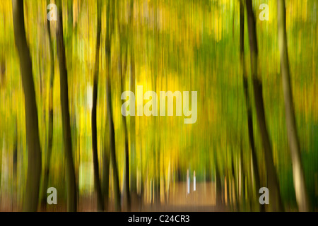 PHOTOPAINTING Herbstimpressionen im Wald Stockfoto
