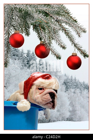 SANTA CLAUS Welpe im Eimer - Weihnachtszeit Stockfoto