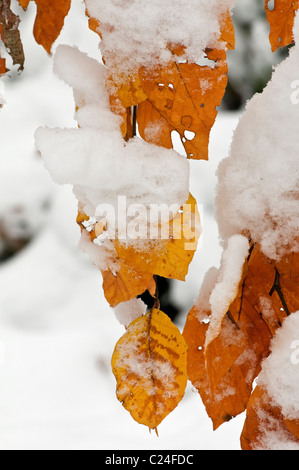 Buche: Fagus Sylvatica. Blätter mit Schnee bedeckt. November. Surrey, UK Stockfoto