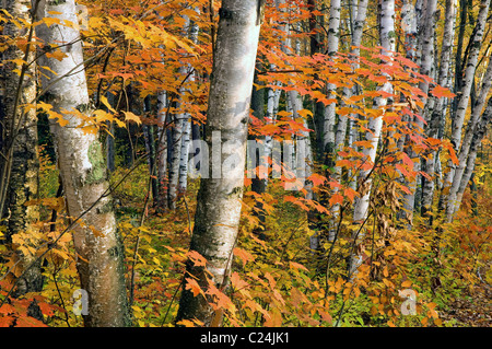 Weiße Birke Betula Papyrifera und rot-Ahorn Acer Rubrum Bäume im Herbst Banning State Park, Minnesota USA Stockfoto