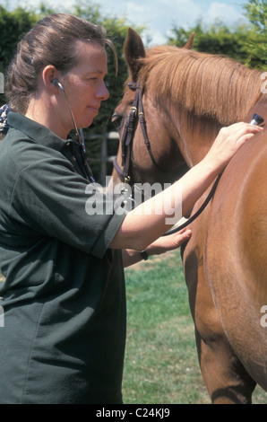 Tierarzt Pferde Herz durch Stethescope anhören Stockfoto