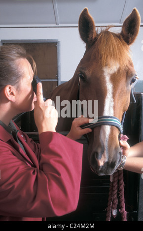 Pferdesport Tierarzt untersucht das Pferdeauge Stockfoto