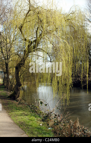 Weeping Willow Tree Salix Spp Brighouse einen Hybrid-Baum Stockfoto