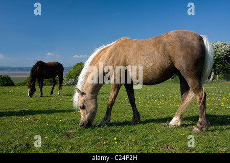 Welsh Mountain Ponys, Gower Halbinsel, Süd-Wales Stockfoto