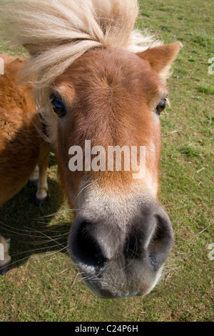 Weitwinkelkopfporträt des shetland-Pony Stockfoto