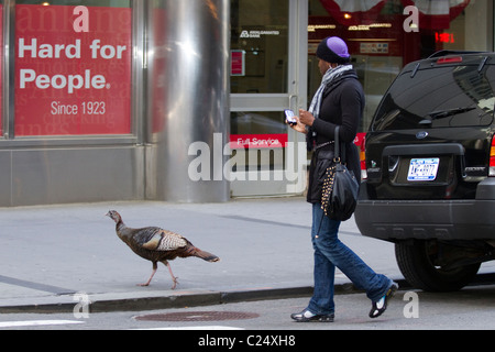 Frau, die gerade ein wilder Truthahn (Meleagris Gallopavo) zu Fuß auf dem Bürgersteig in lower Manhattan Stockfoto