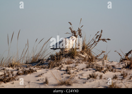 Schnee-Eule (Bubo Scandiacus) gähnen während thront auf einer Düne in der frühen Morgensonne Stockfoto