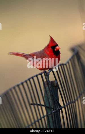 Erwachsene männliche nördlichen Kardinal (Cardinalis Cardinalis) thront auf einem Zaun im New Yorker Central Park Stockfoto