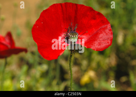 Mohn (Papaver) am Royal-Projekt in Doi Ankhang, Thailand Stockfoto