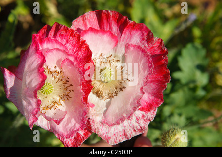 Mohn (Papaver) am Royal-Projekt in Doi Ankhang, Thailand Stockfoto