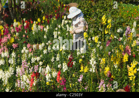 Frau in einem Feld von Löwenmäulchen (Antirrhinum Majus) am Royal-Projekt in Doi Ang Khang, Thailand Stockfoto