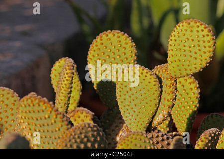 Ohren-Kaktus, Opuntia Microdasys, Indien Stockfoto