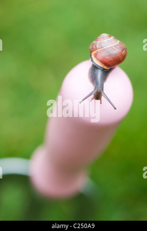 Kleiner Garten schnecke auf einem rosa Garten Gabel. Großbritannien Stockfoto