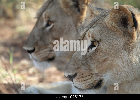 Löwe, erschossen Frauenkopf männliche und weibliche Paarung vor Safari Fahrzeug brüllen Stockfoto