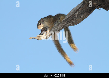 Smiths Busch Eichhörnchen, Mutter mit dem juvenile Versuch zu säugen Stockfoto