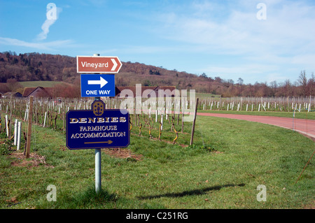 Englands größte Weinberg, Denbies Wine Estate, in der Nähe von Dorking, Surrey, England Stockfoto