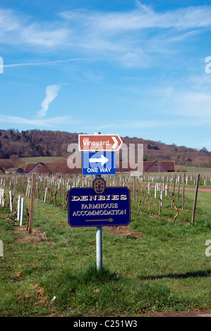 Denbies Wine Estate, das größte Weingut in England, in der Nähe von Dorking, Surrey Stockfoto