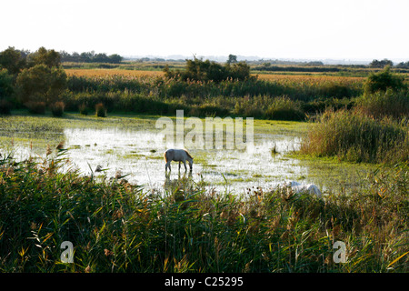 Camargue-Pferde in den Sümpfen, Camargue, Provence, Frankreich. Stockfoto