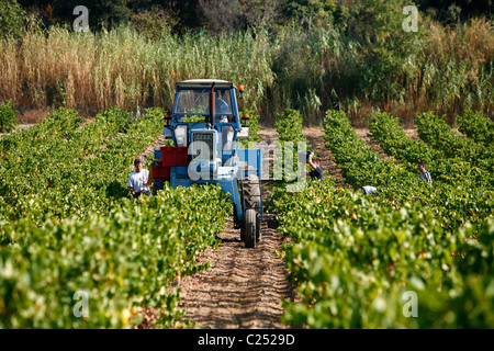 Weinlese in den Weinbergen rund um Châteauneuf du Pape, Vaucluse, Provence, Frankreich. Stockfoto