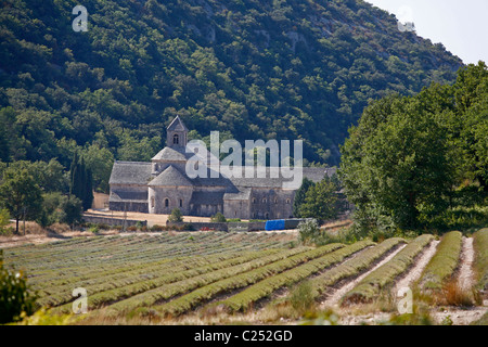 Abbaye de Senanque, Vaucluse, Provence, Frankreich. Stockfoto