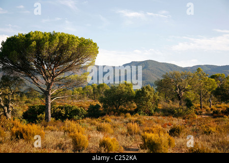 Massif des Maures, Var, Provence, Frankreich. Stockfoto