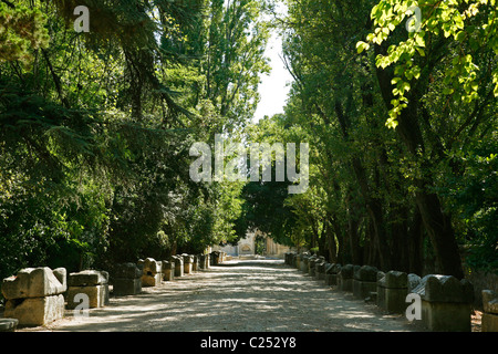 Les Alyscamps, Arles, Provence, Frankreich. Stockfoto