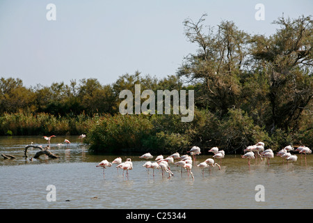 Flamingos in flachen Seen, Camargue, Provence, Frankreich. Stockfoto