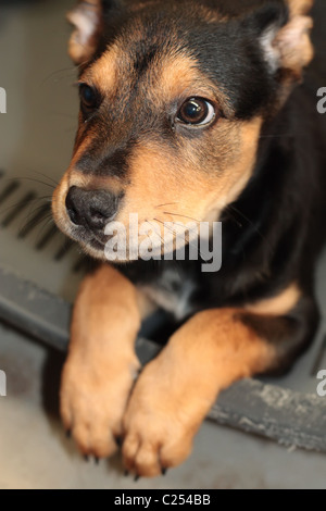 Geduldig und demütig posieren Stockfoto