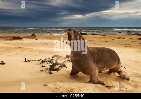 Wilde Seelöwen am Strand, New Zealand Stockfoto