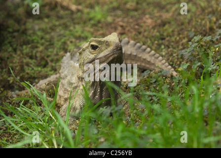 Gemeinsamen Tuatara (Sphenodon Punctatus) New Zealand. In Gefangenschaft Stockfoto