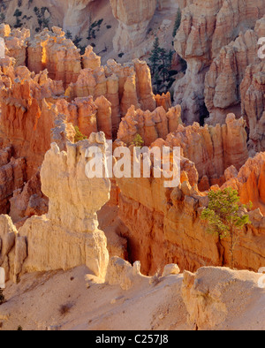 Ansicht des Bryce Canyon Hoodoos vom Canyonrand, Bryce Canyon National Park Utah USA Stockfoto