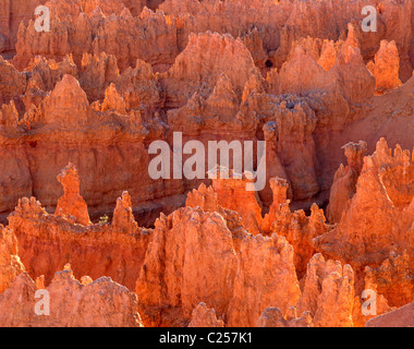 Ansicht des Bryce Canyon Hoodoos vom Canyonrand, Bryce Canyon National Park Utah USA Stockfoto