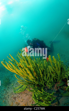 See Baikal Schwamm (Lubomirskia Baicalensis) Stockfoto