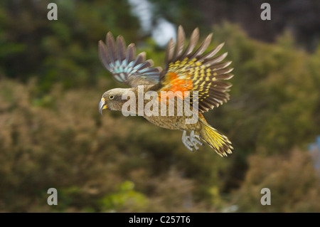 Kea (Nestor Notabilis) Arthurs Pass, Neuseeland Stockfoto