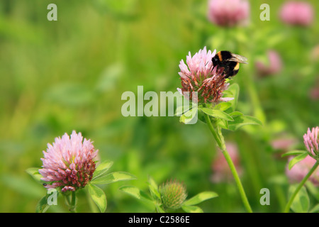 Bumble Bee Fütterung auf rosa Klee, Feld in West Sussex UK Stockfoto