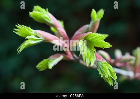 Frühe Frühlingsknospen, die auf einer Zwerg-Acer-Japonica-Pflanze in Blatt platzen. Stockfoto