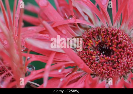 Nahaufnahme von einem rosa Gerber Daisy mit Wassertropfen auf die Spitze Blütenblätter Stockfoto