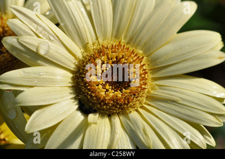 Nahaufnahme von einem einzigen cremig gelb Gerber Daisy mit Wassertropfen auf die Blütenblätter, Stockfoto
