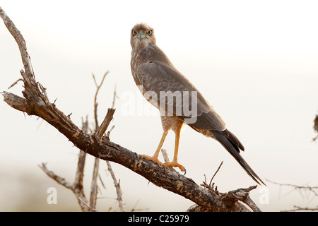 Ein Gabar Goshawk thront auf einem Baum im Samburu National Reserve, Kenia Stockfoto