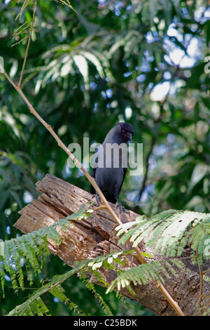 Eine Haus-Krähe, Corvus Splendens ist sitzen auf einem Baum, Indien Stockfoto