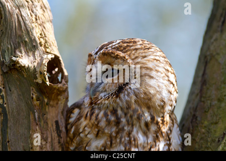 Waldkauz im Baum Stockfoto