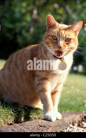 Ingwer, Katze miaut Stockfoto