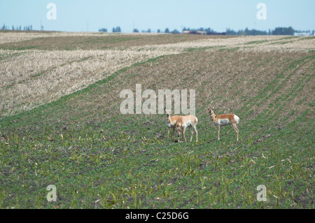 Pronghorn Antilope in Bauern Feld Stockfoto